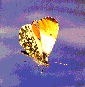 Orange Tip Butterfly